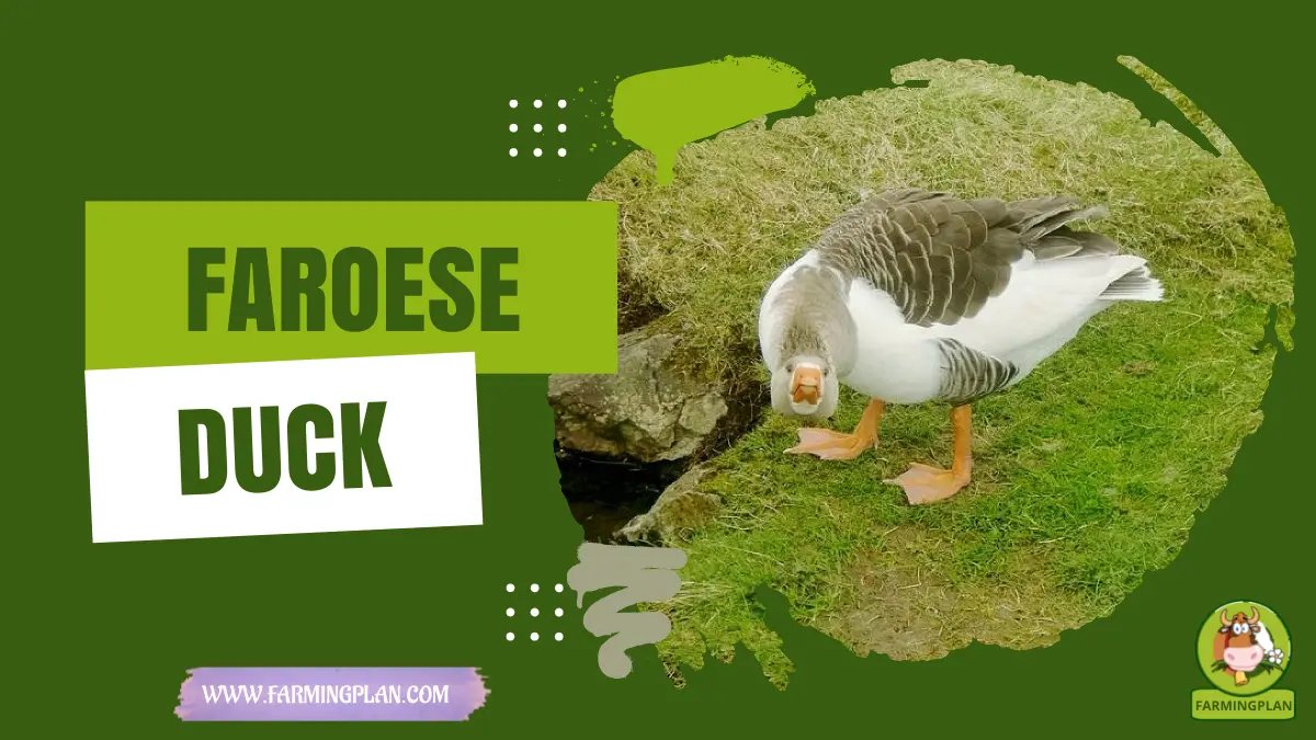 faroese duck