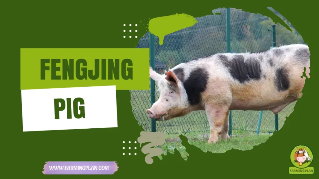 fengjing pig