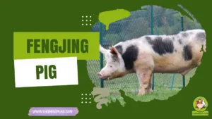 fengjing pig