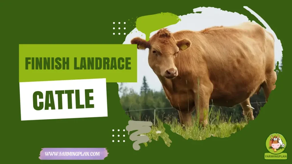 Finn Cattle