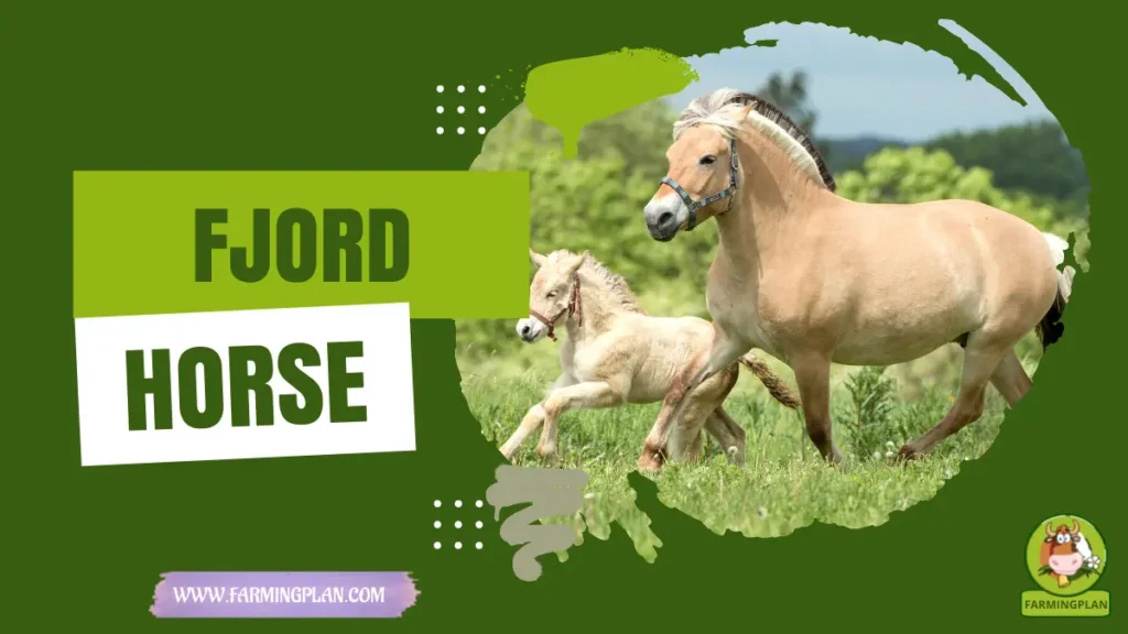 Fjord Horse