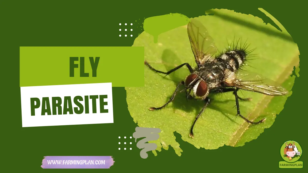 Fly Insect: A Terrestrial Insect | Farming Plan