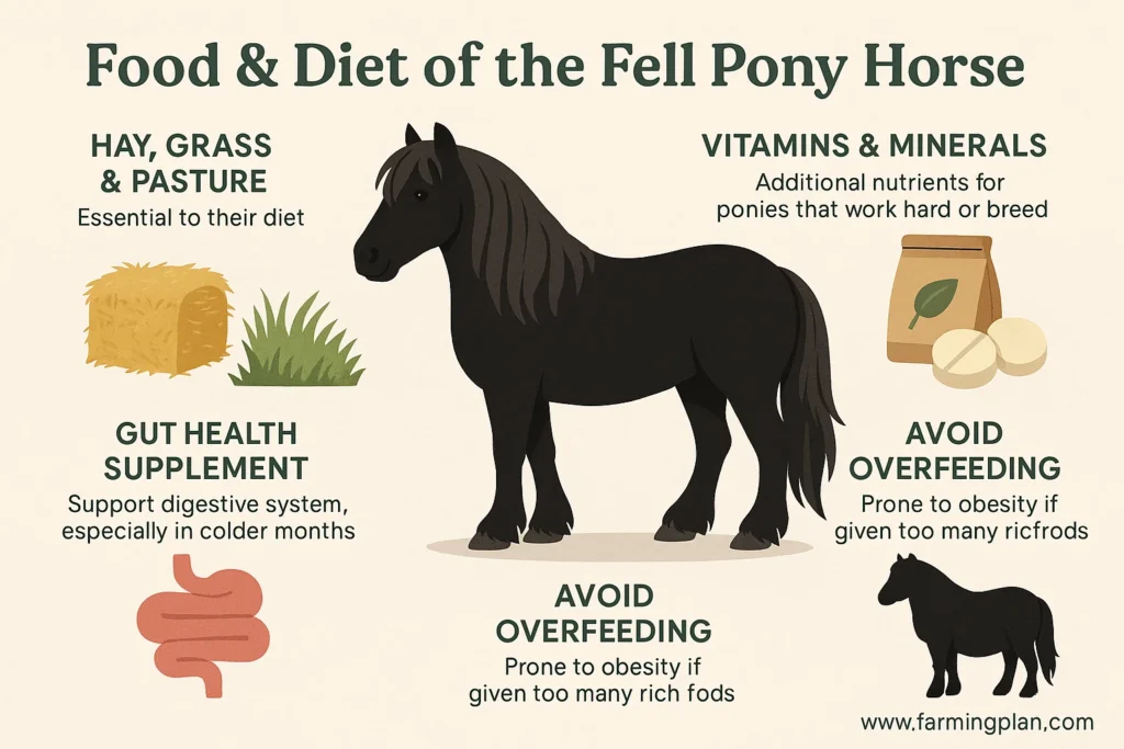 food & diet of the fell pony horse