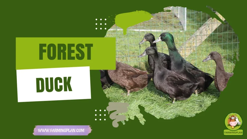 forest duck