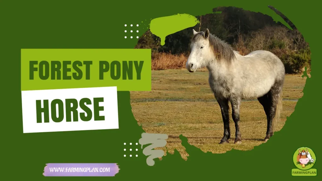 forest pony horse
