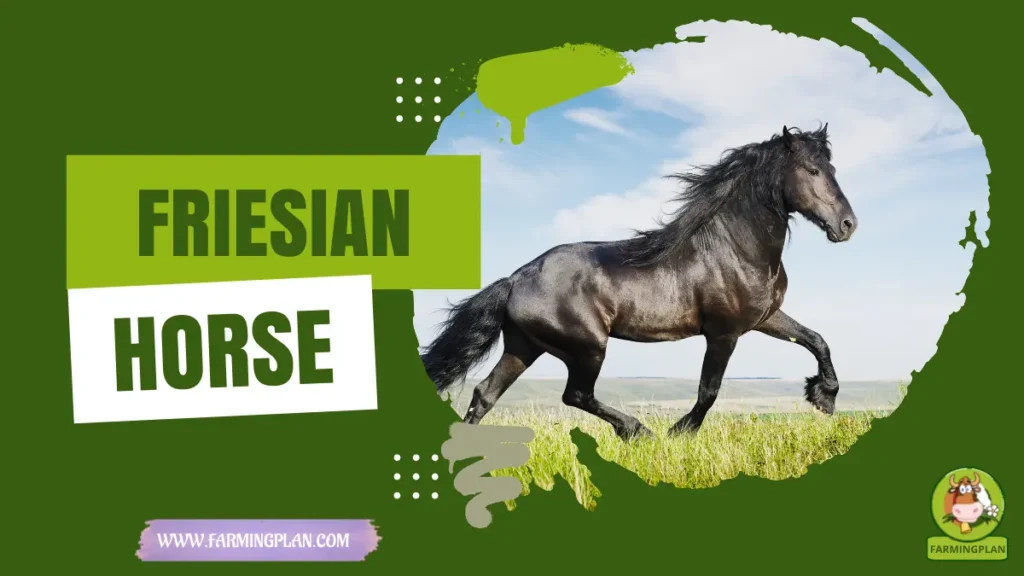 friesian horse