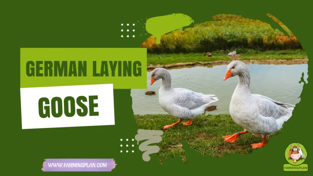 german laying goose