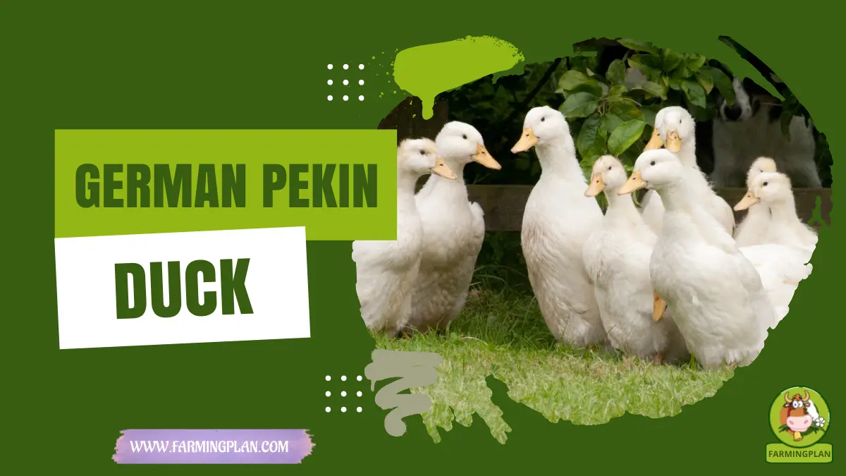 german pekin duck