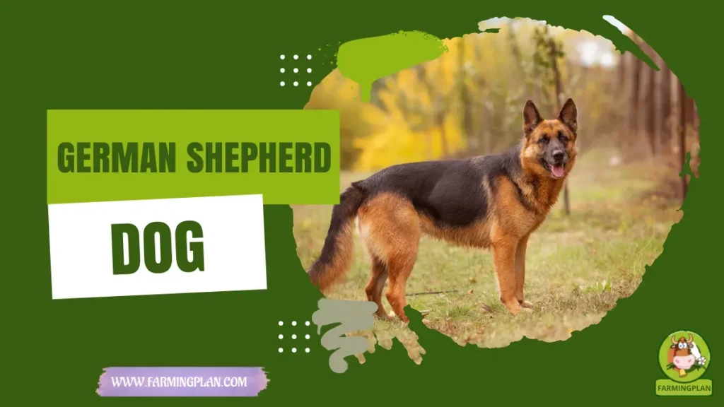 german shepherd dog