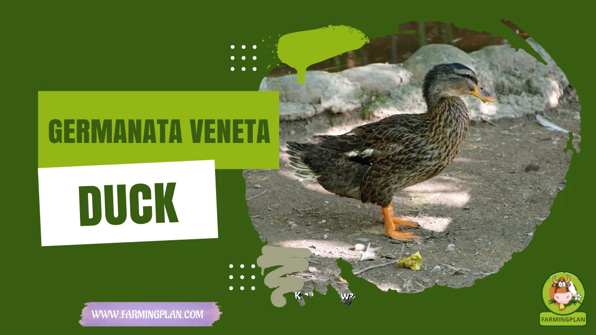germanata veneta duck