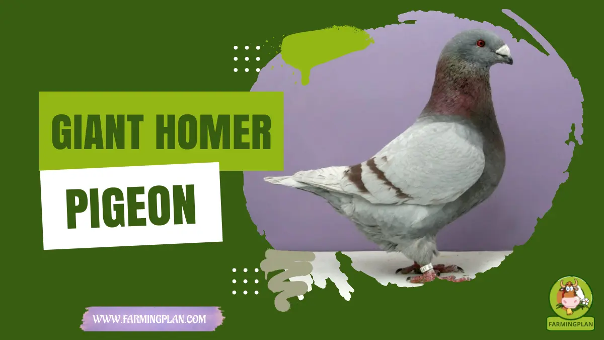 giant homer pigeon