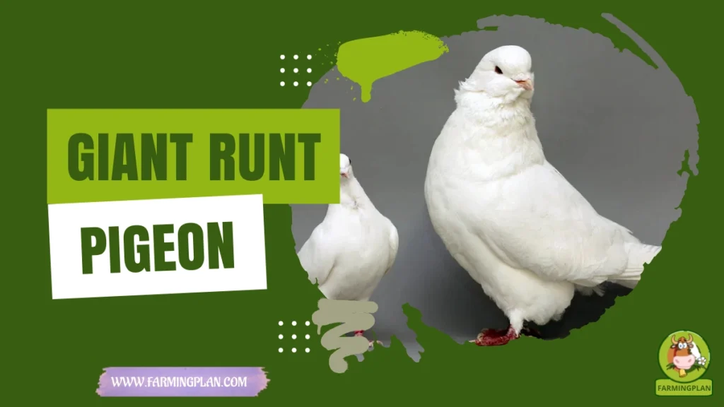 giant runt pigeon