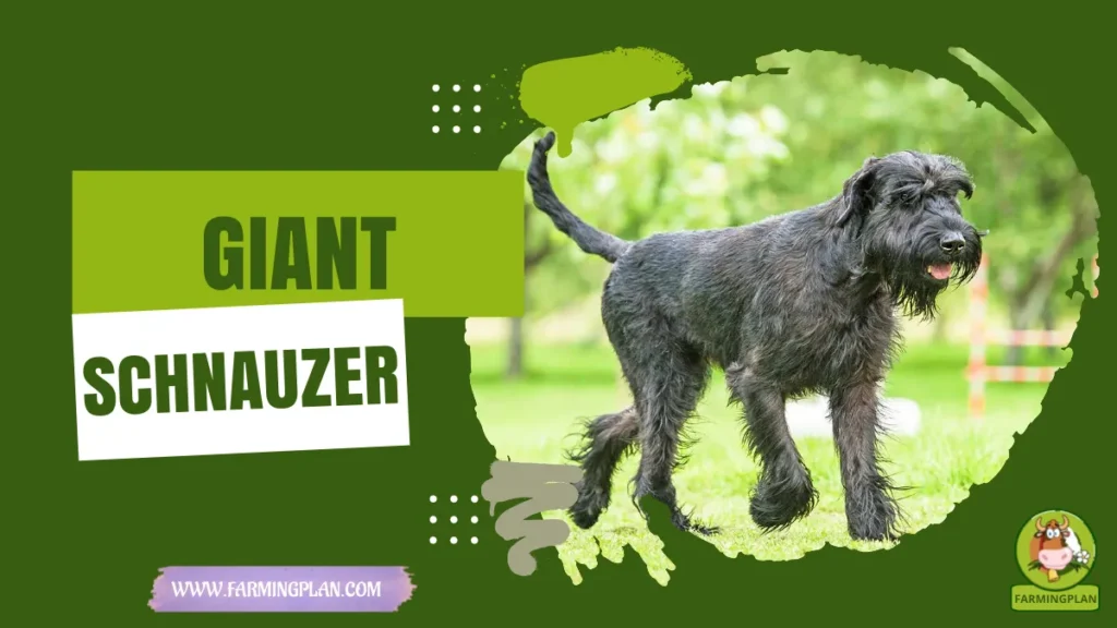 giant schnauzer