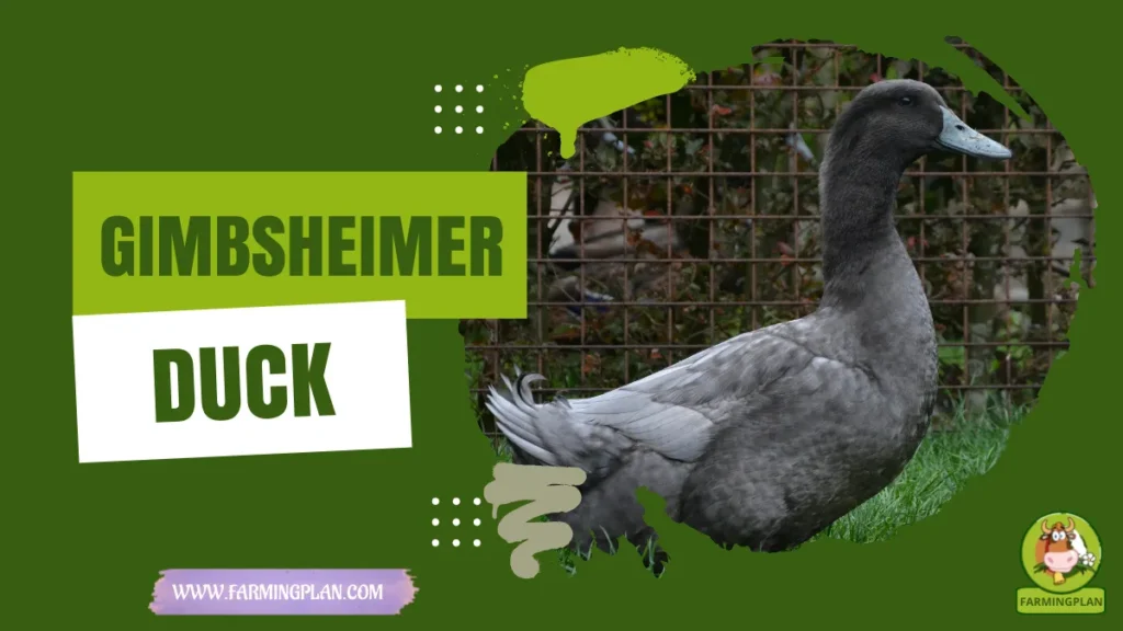 gimbsheimer duck