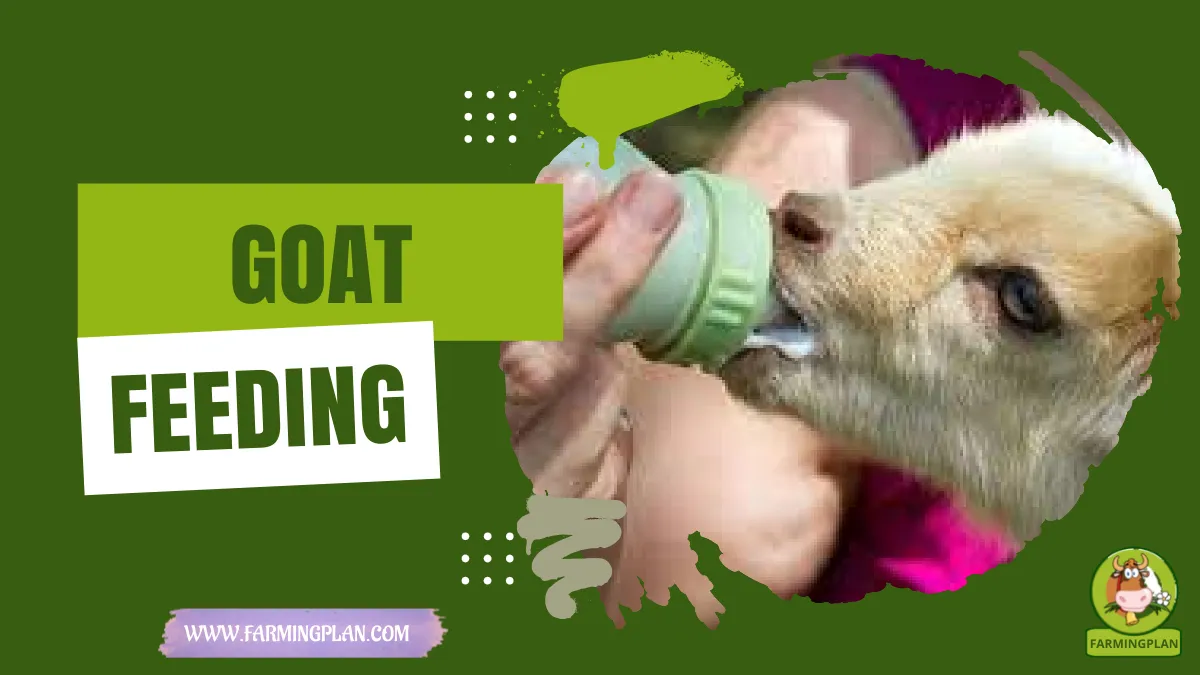 goat feeding