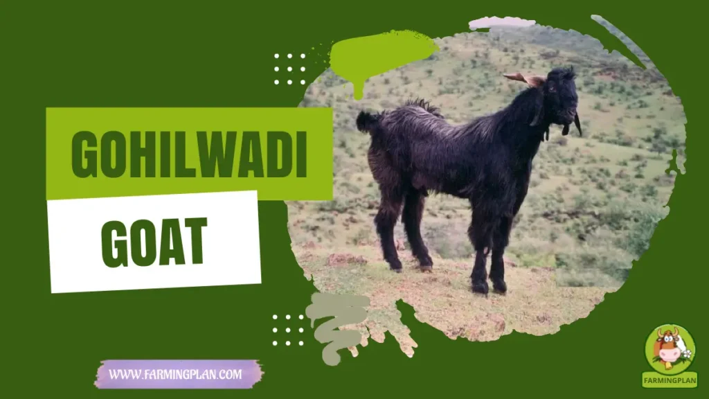 Gohilwadi Goat