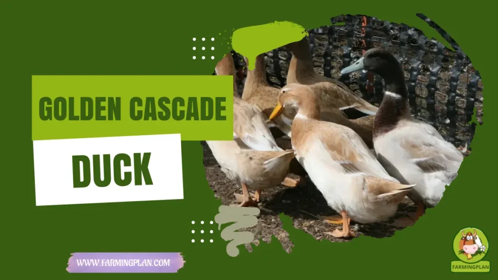 golden cascade duck