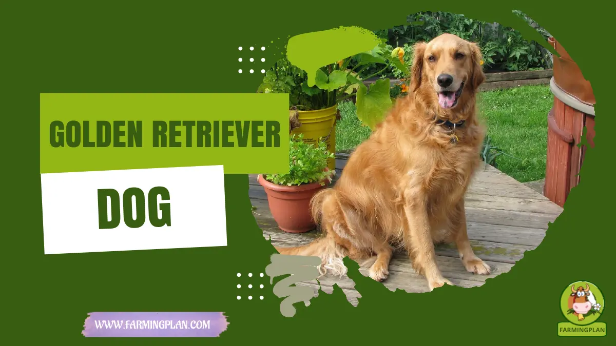 golden retriever dog