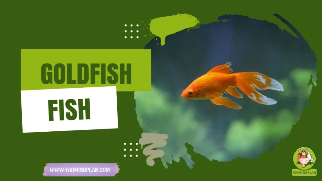 Goldfish