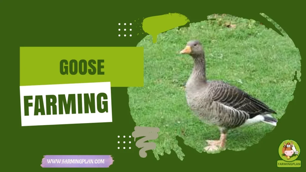goose