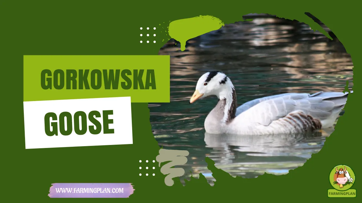 gorkowska goose