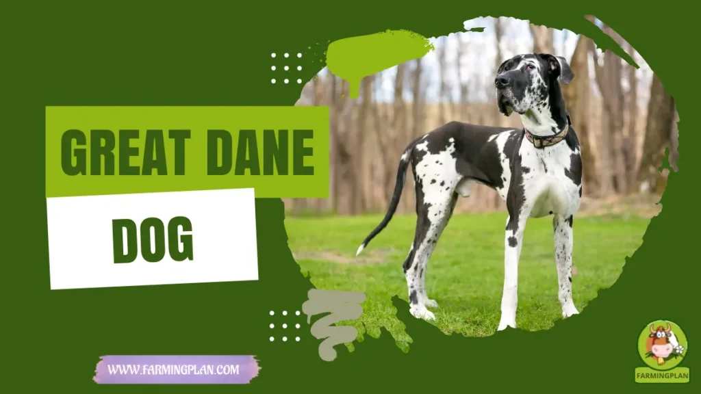 Great Dane