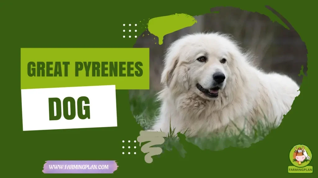 great pyrenees dog