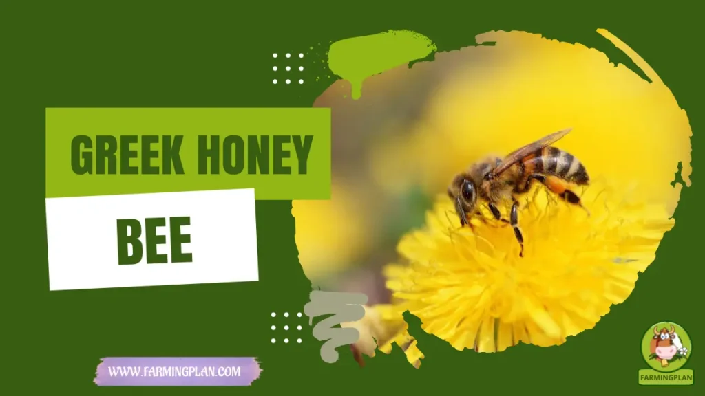 Greek Honey Bee