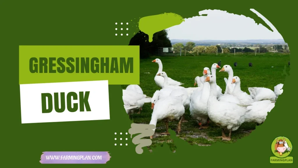 gressingham duck