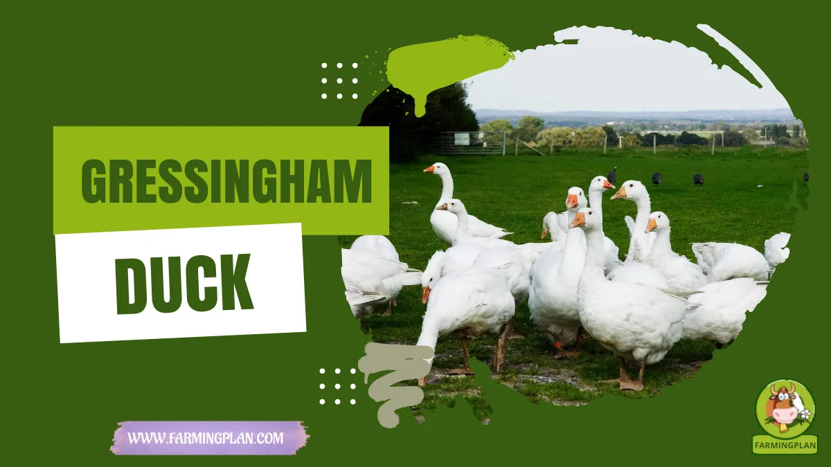 gressingham duck