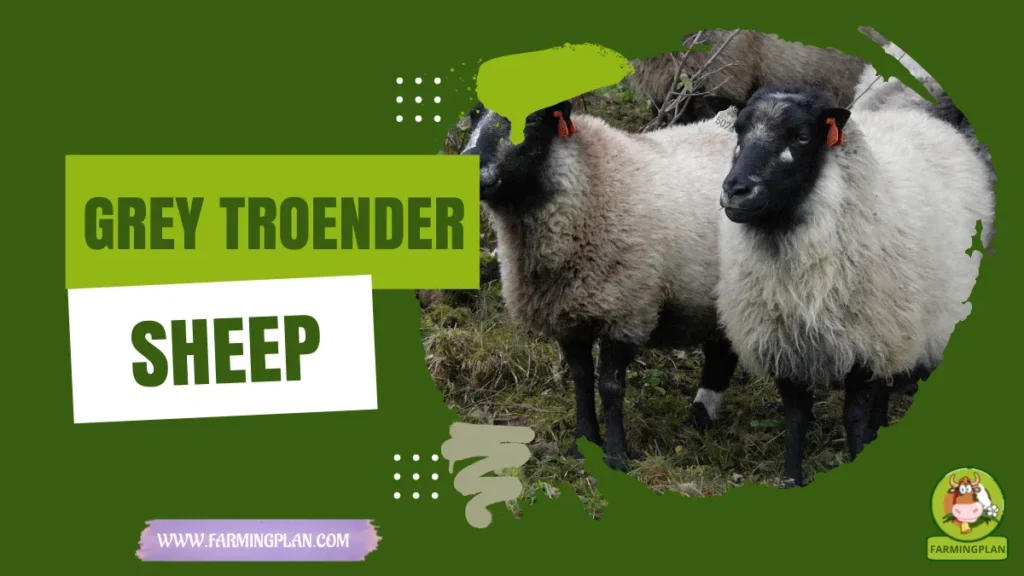 Grey Troender Sheep