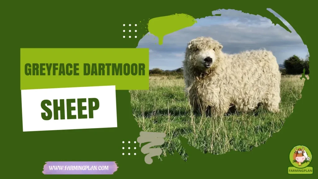 Greyface Dartmoor