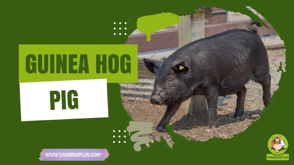 guinea hog pig
