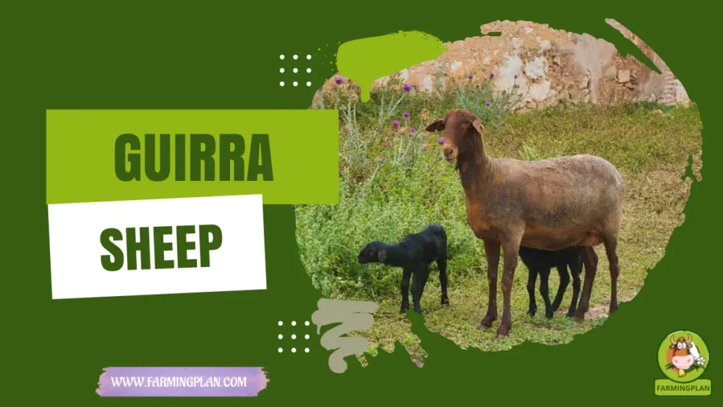 Guirra Sheep