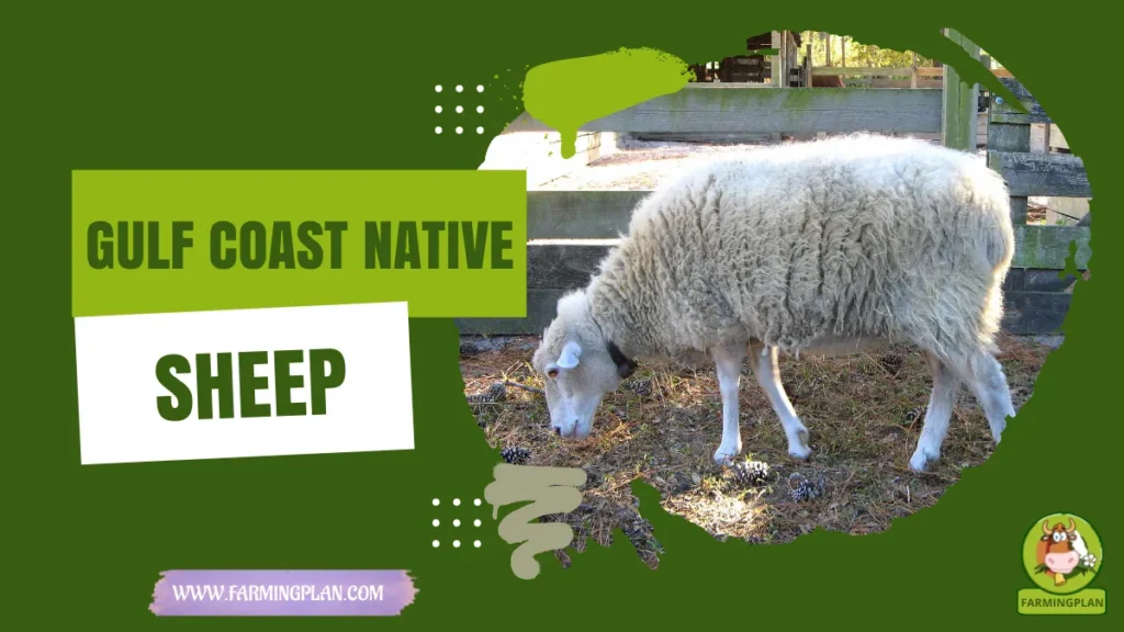 Gulf Coast Native Sheep