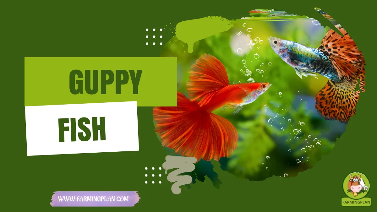 guppy fish