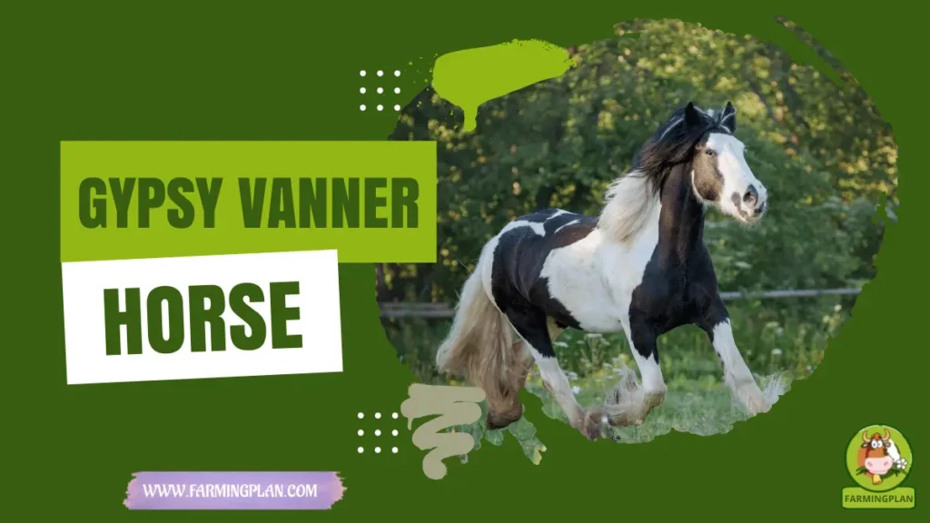 Gypsy Vanner Horse