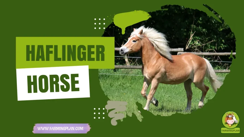 haflinger horse