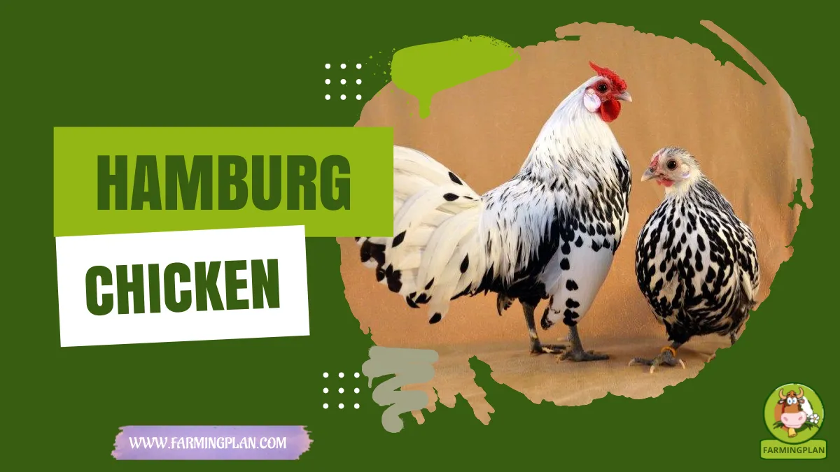 hamburg chicken