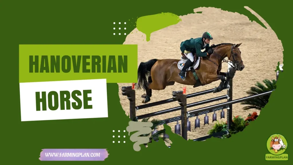 Hanoverian Horses