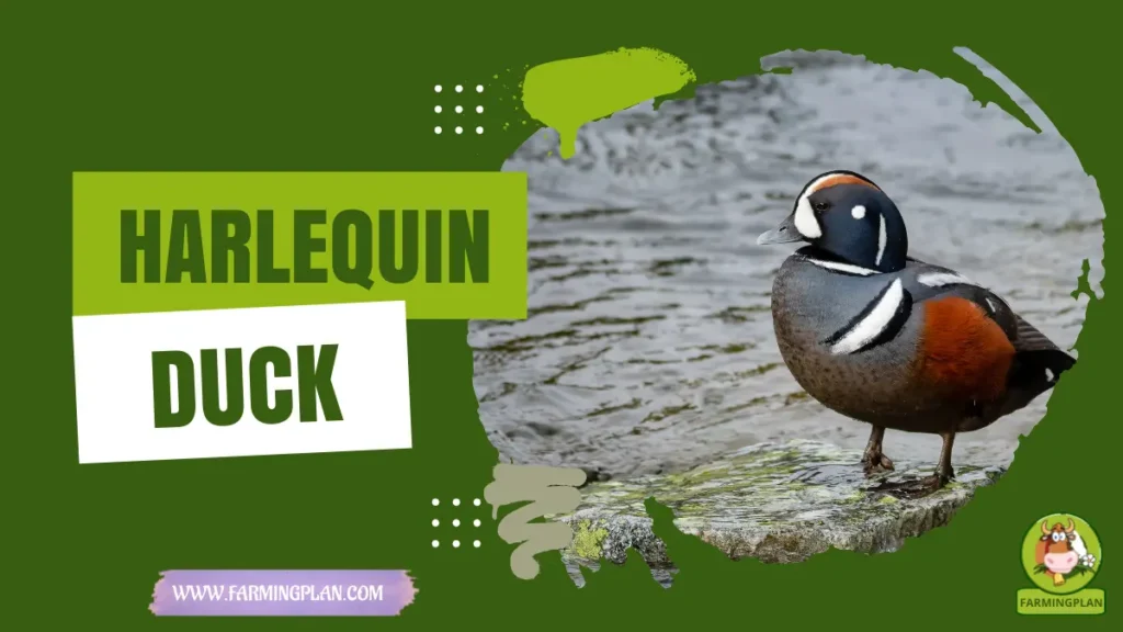 harlequin duck