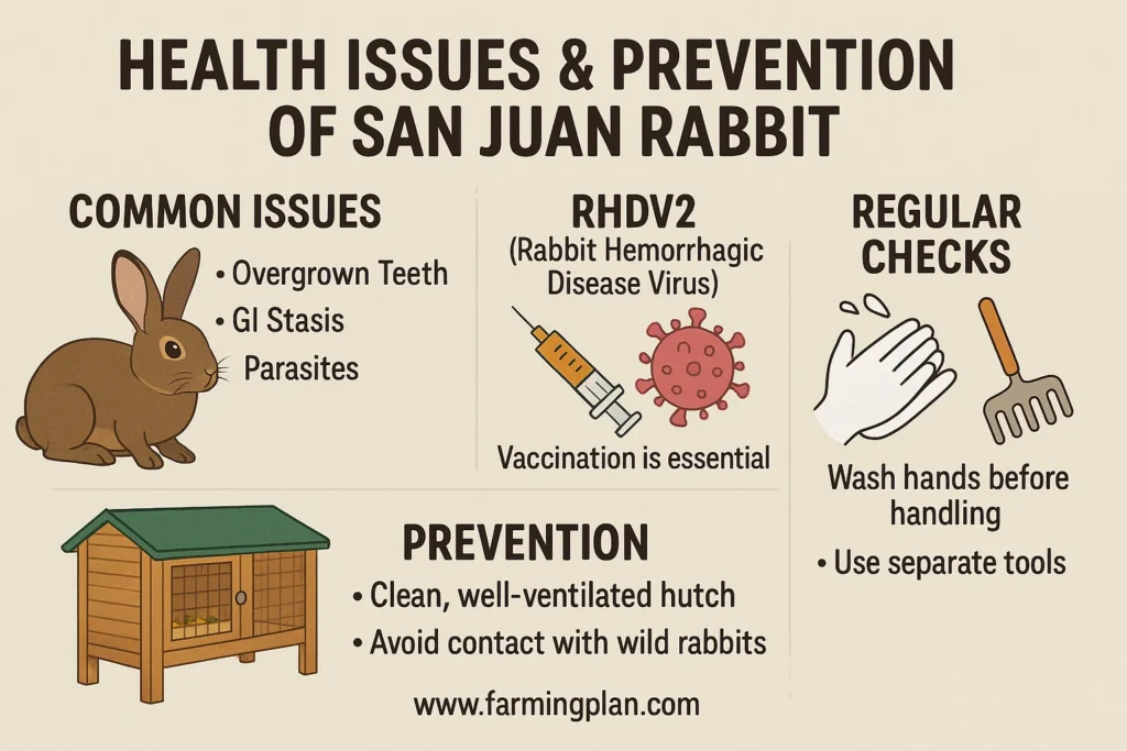 health issues & prevention of san juan rabbit