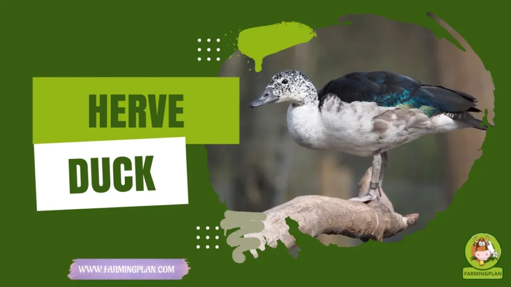 herve duck