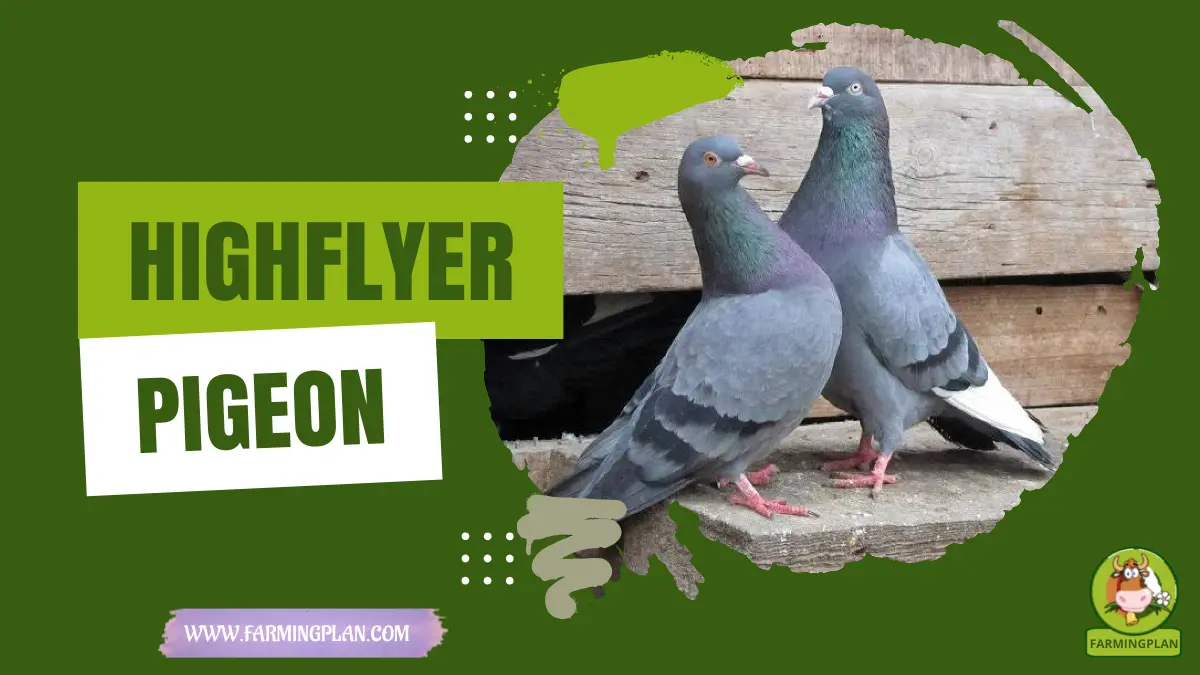 highflyer pigeon