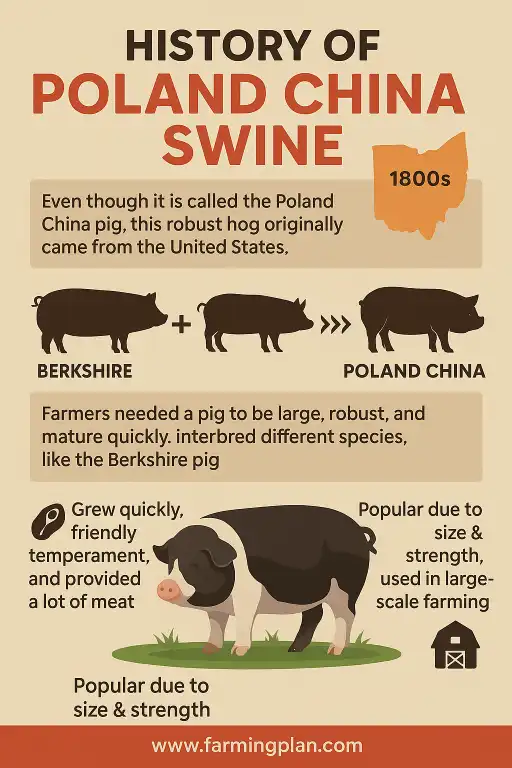 history of poland, china, and swine