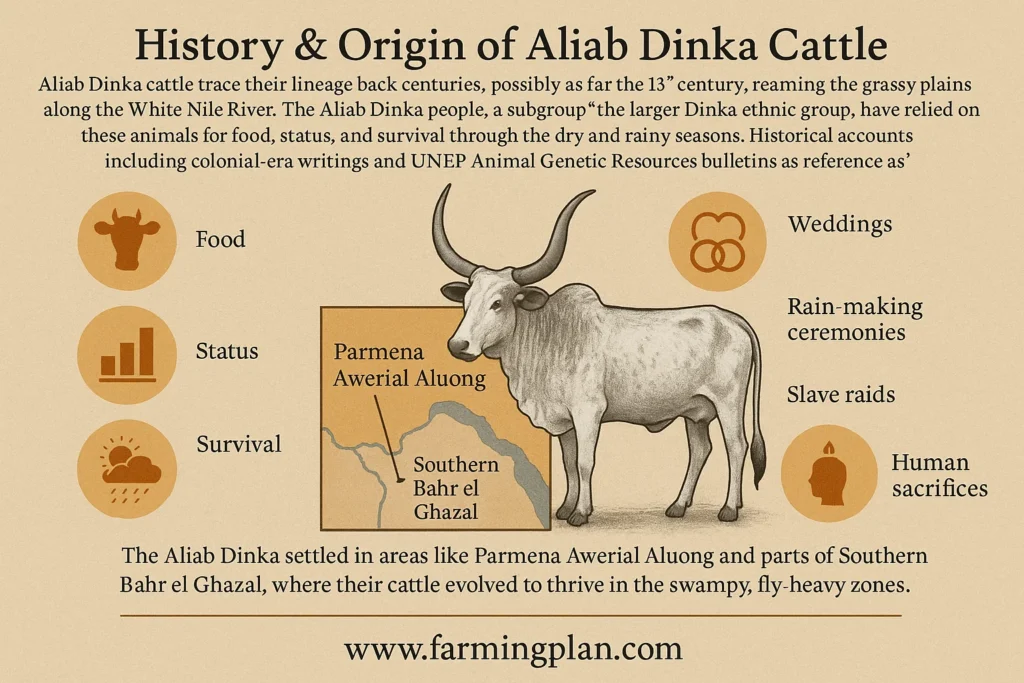 history & origin of aliab dinka cattle
