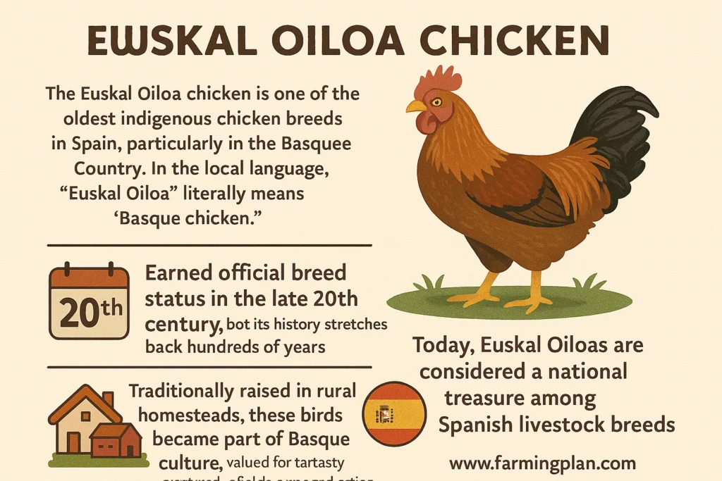 history & origin of euskal oiloa chicken
