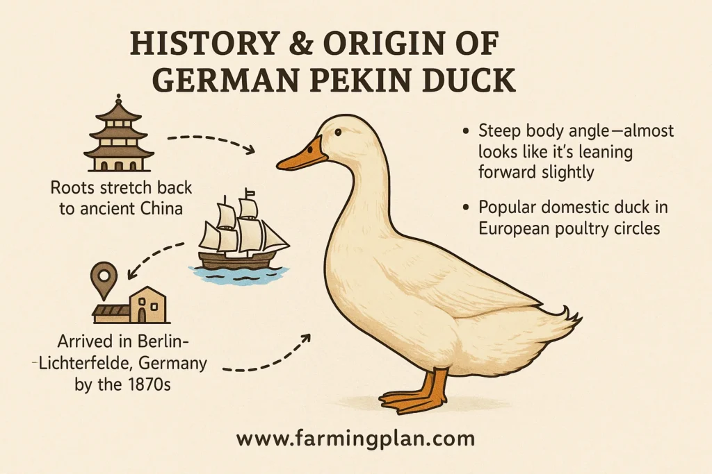history & origin of german pekin duck
