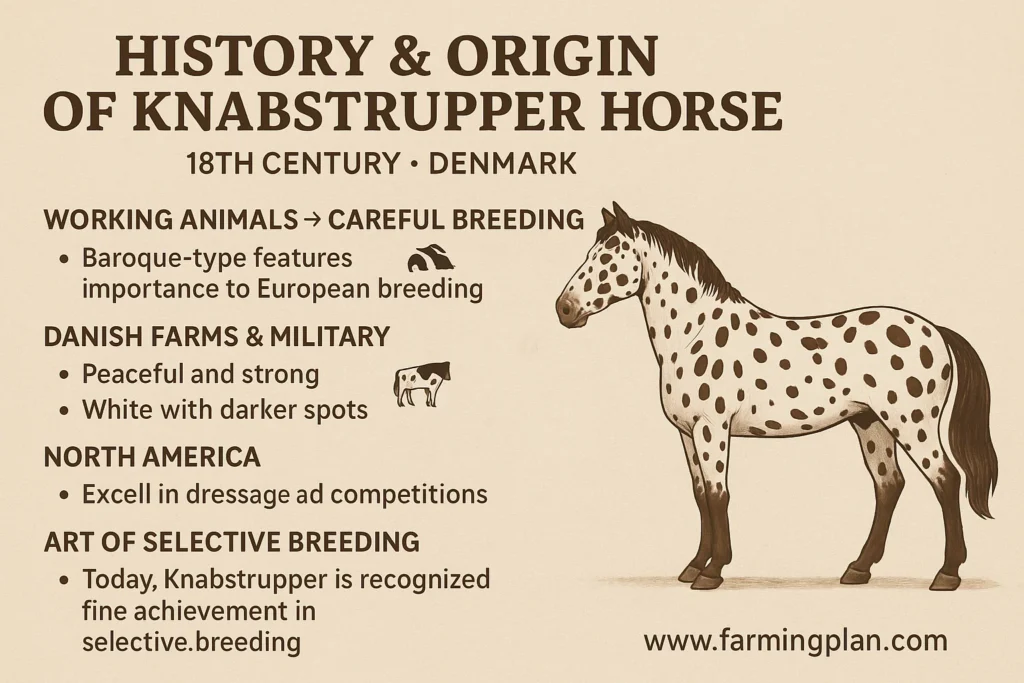 history & origin of knabstrupper horse