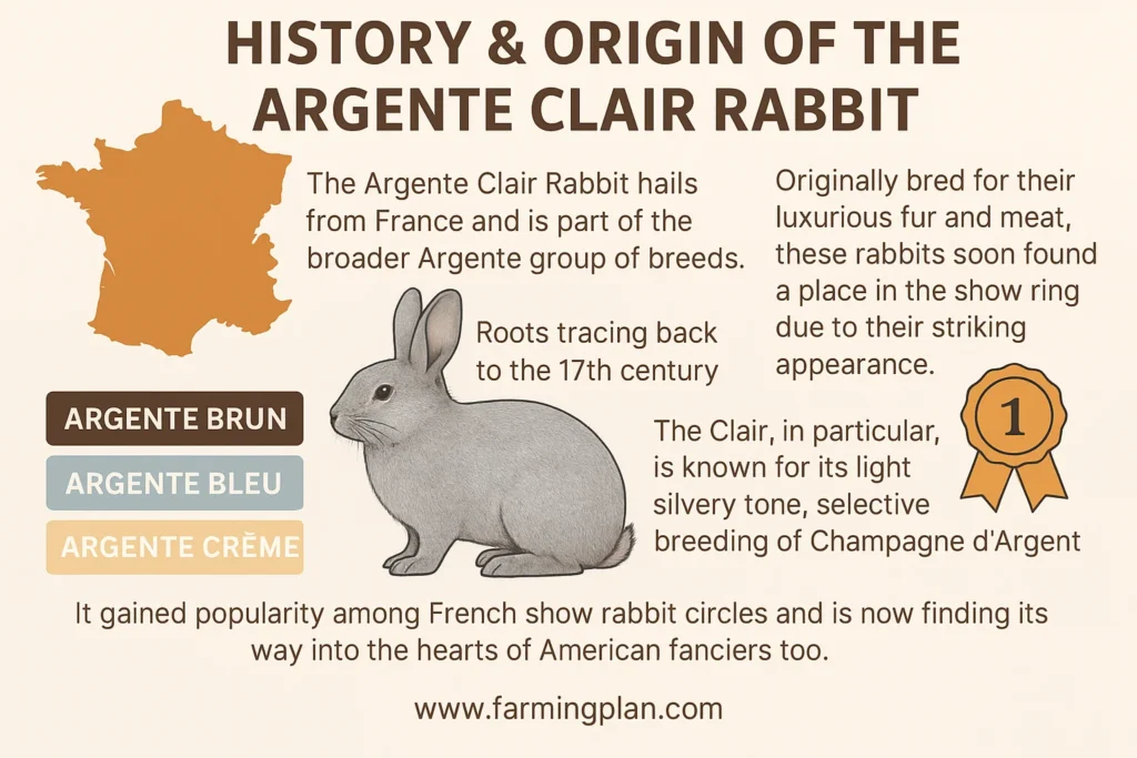 history & origin of the argente clair rabbit